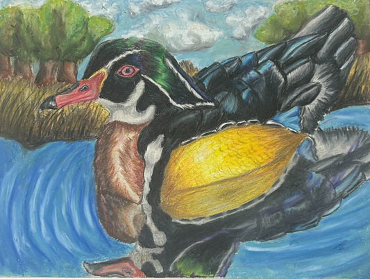 Just Finished my Wood Duck Drawing
